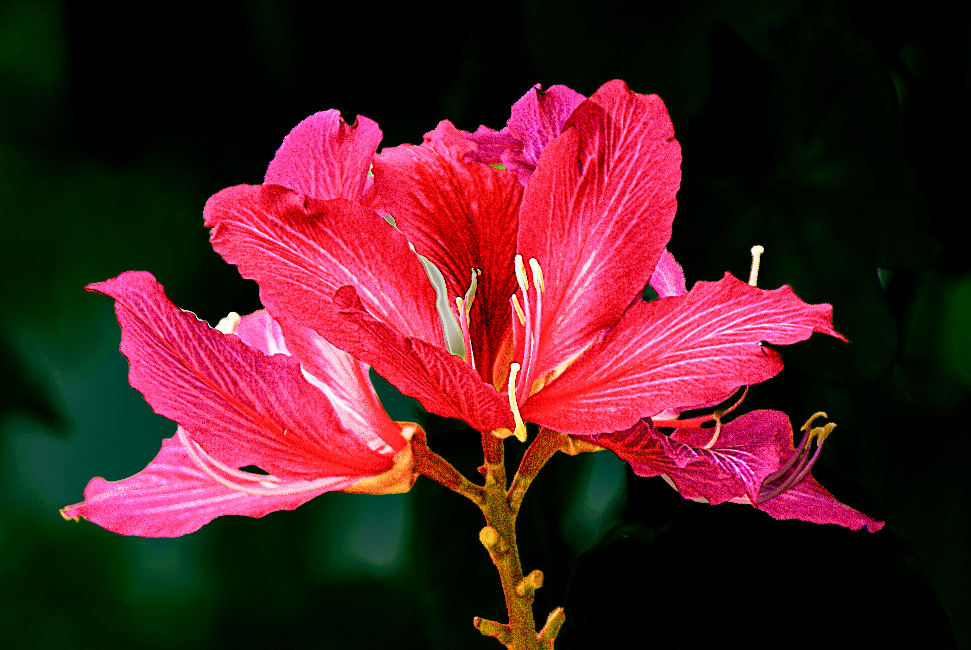 Flowers-02