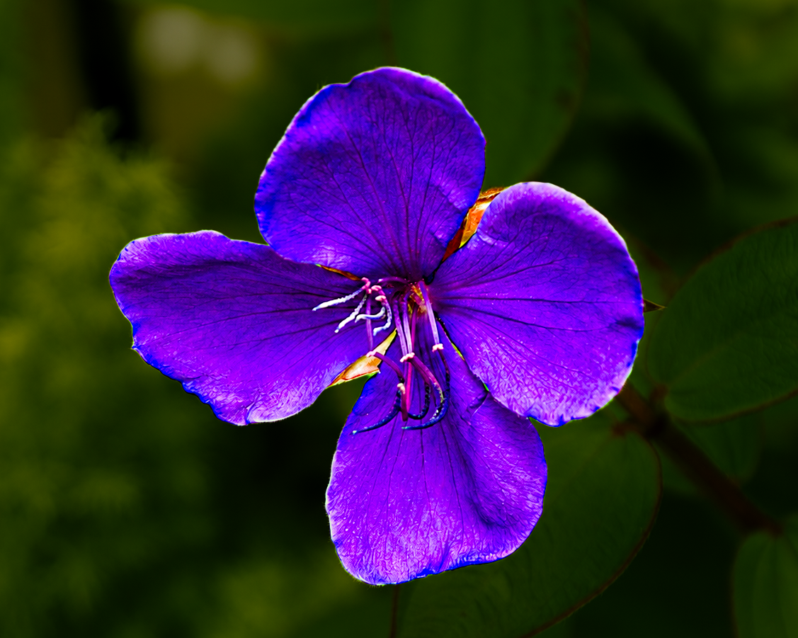 Flowers-04