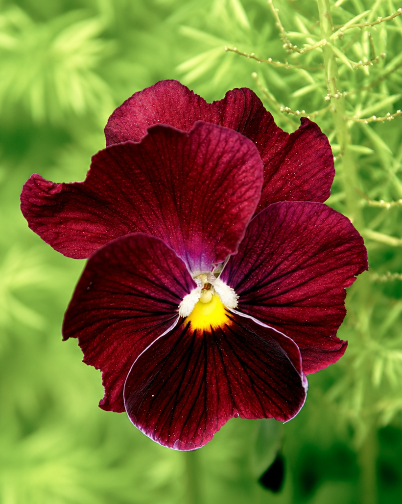 Flowers-05