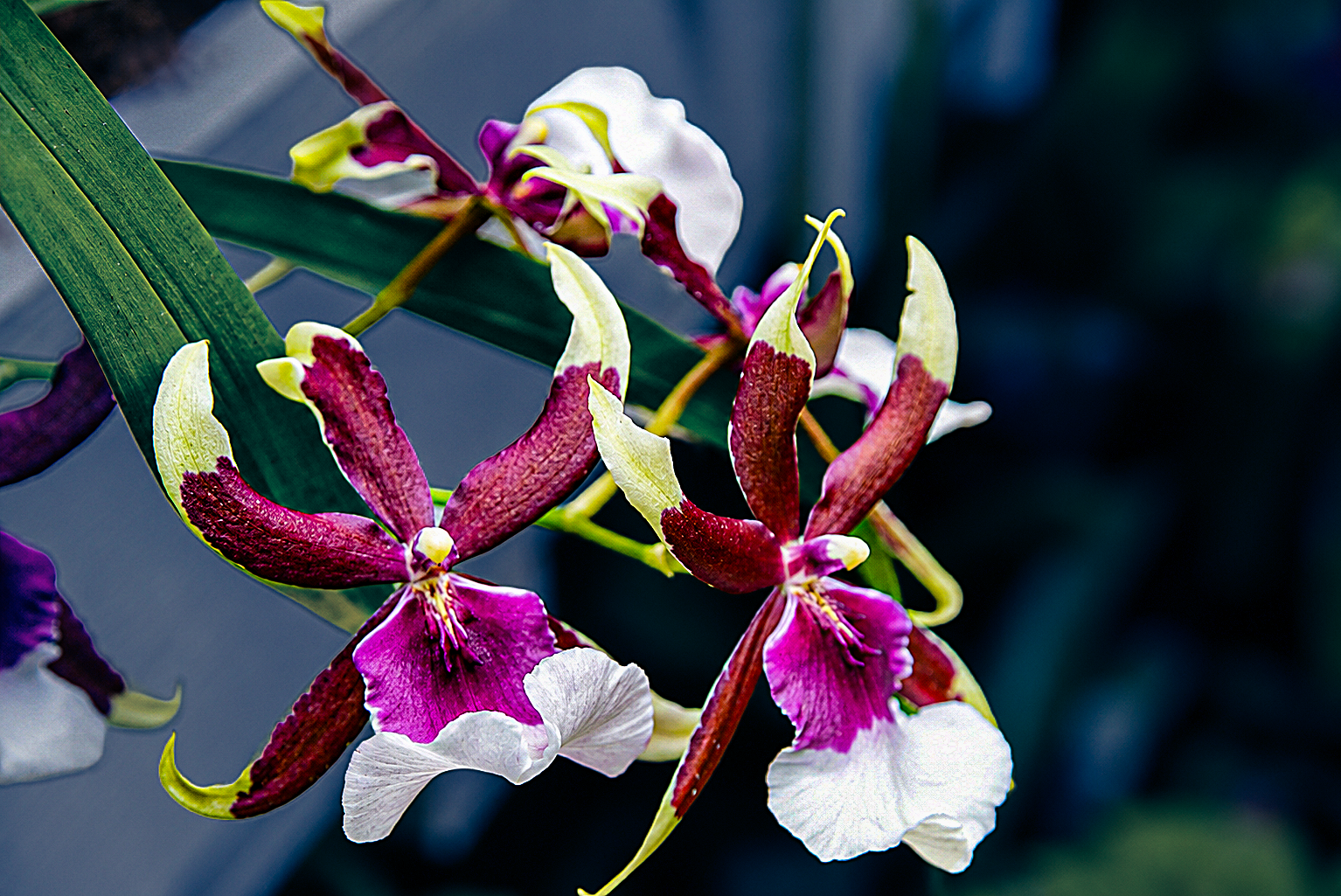 Flowers-06