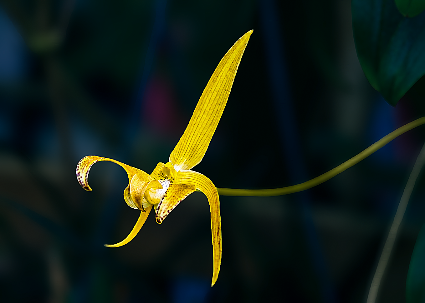 Flowers-10