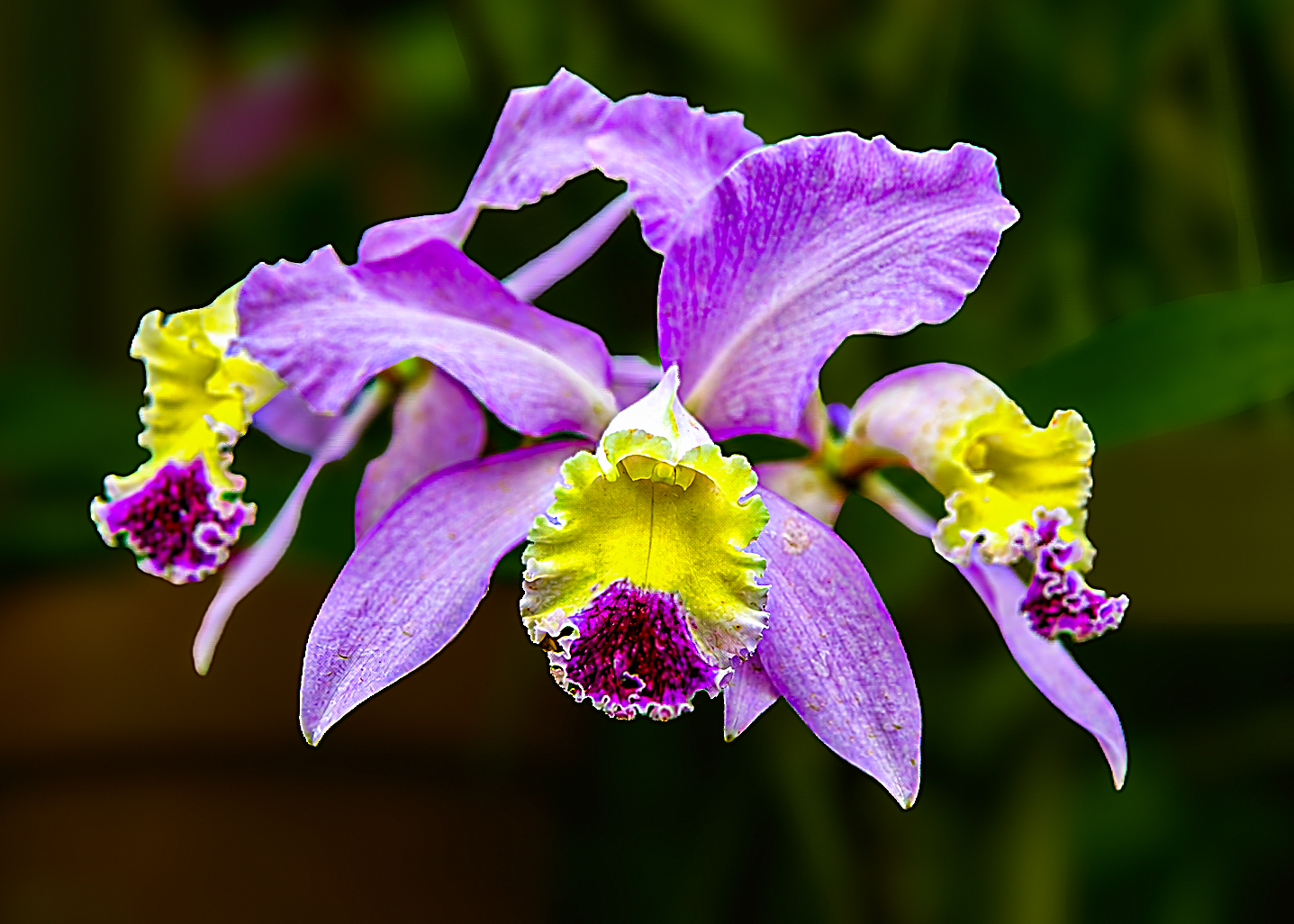 Flowers-11