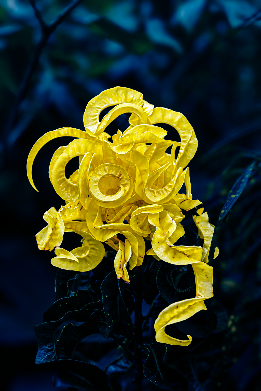 Flowers-12