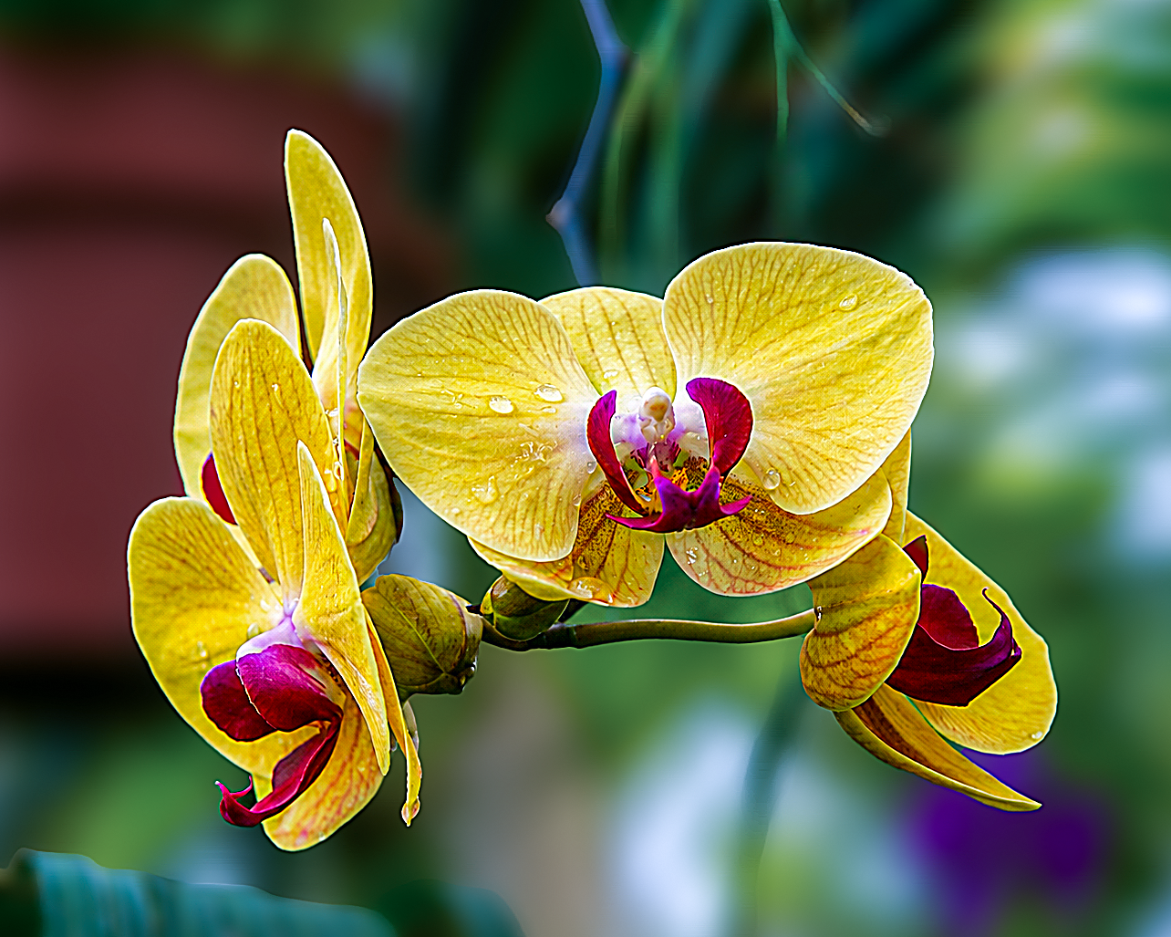 Flowers-13