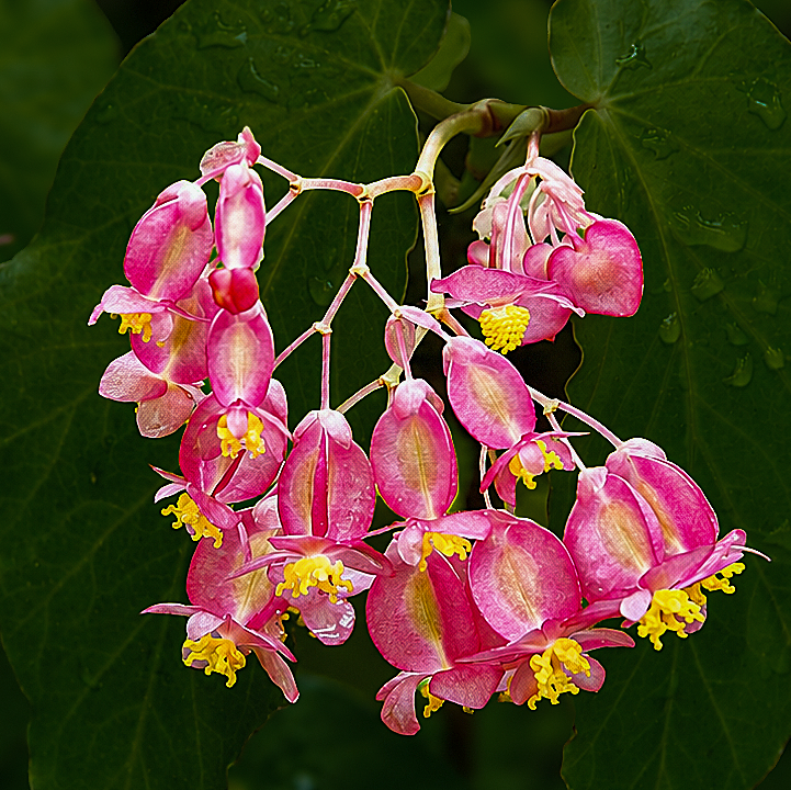 Flowers-14