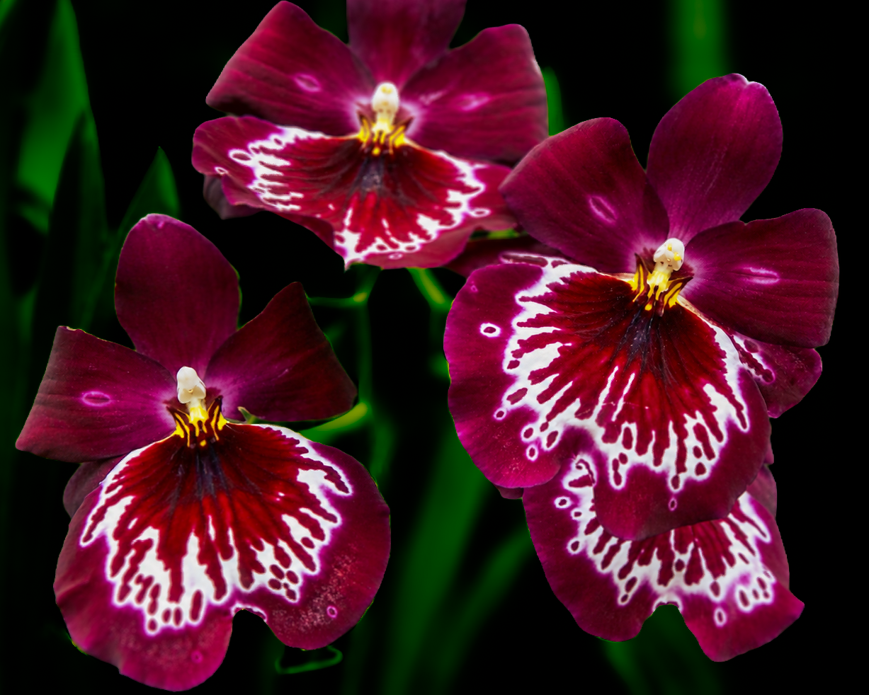Flowers-17