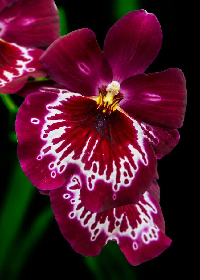 Flowers-17a