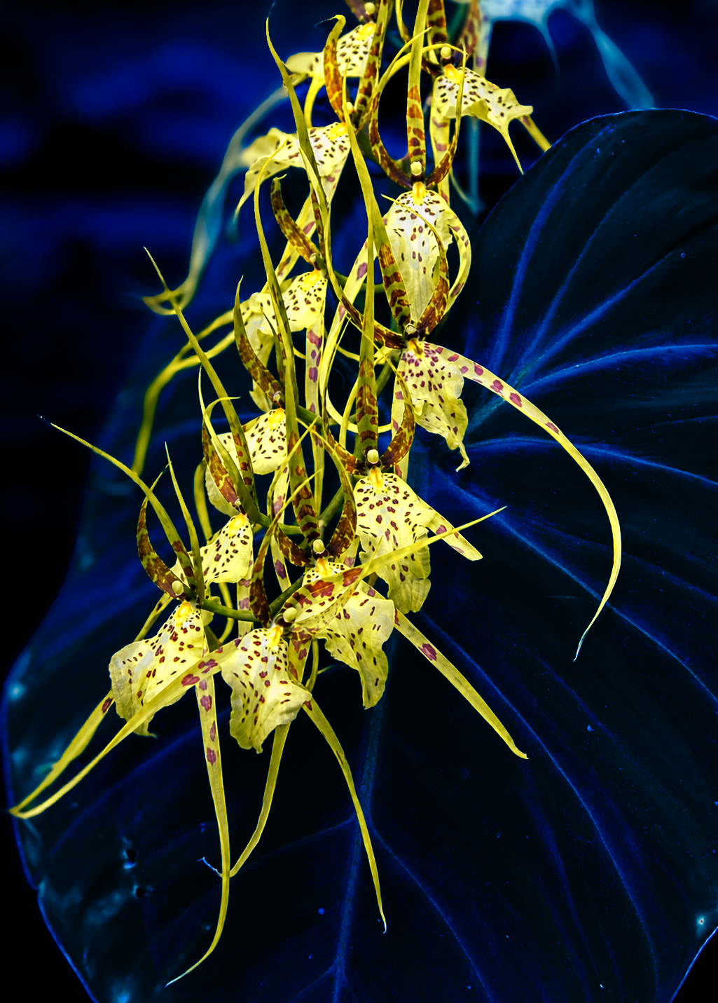 Flowers-18