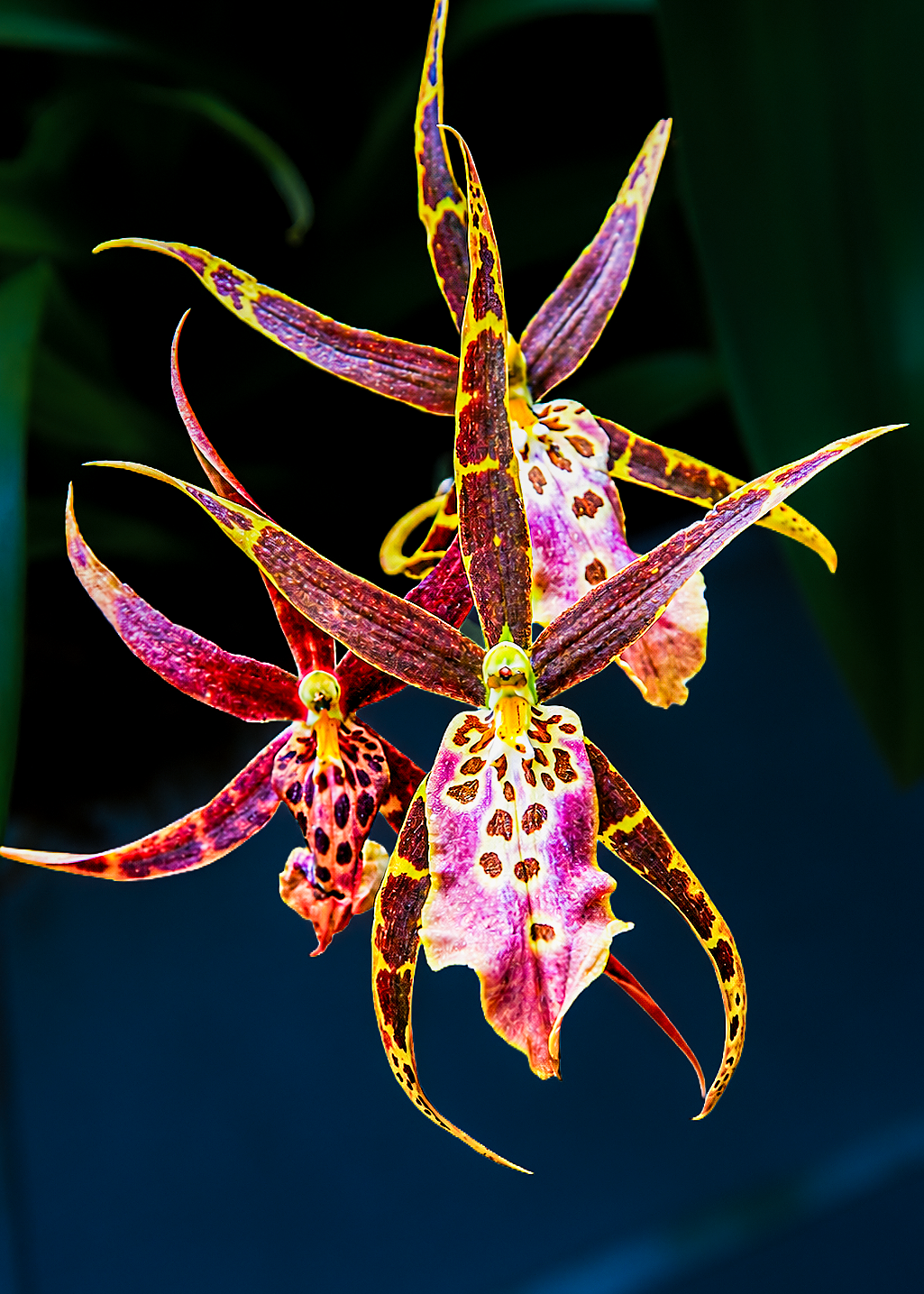 Flowers-19
