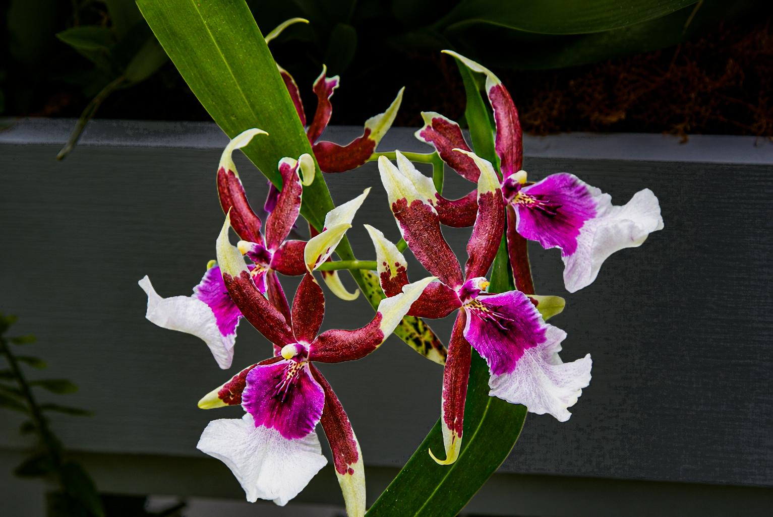 Flowers-20