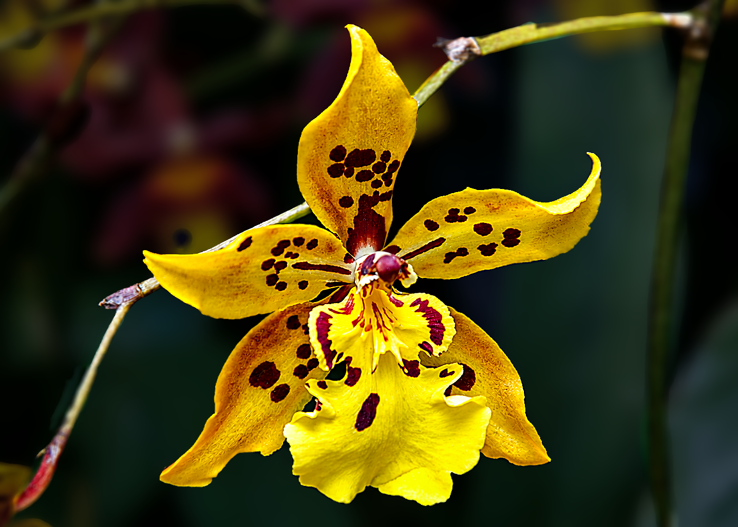 Flowers-21