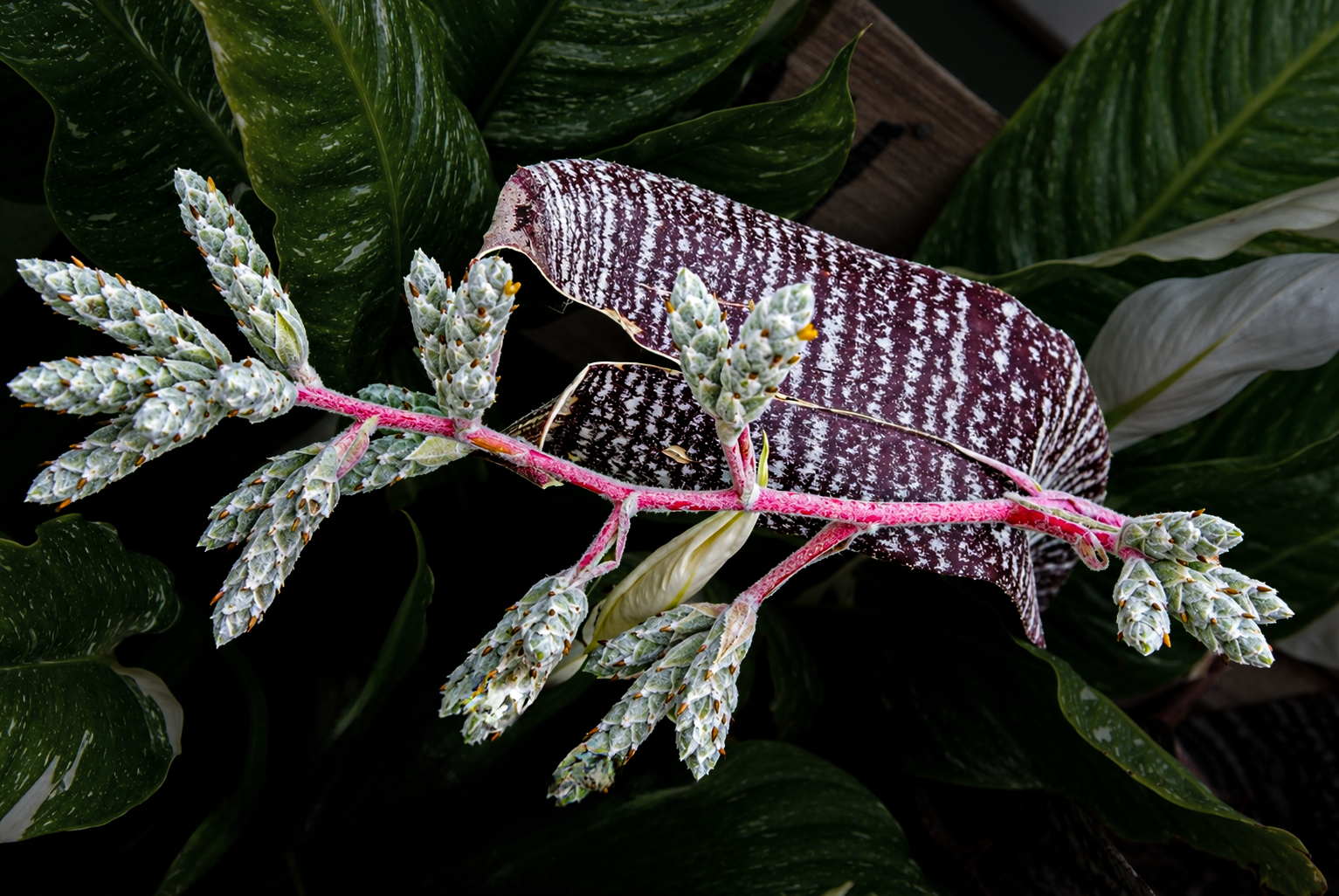 Flowers-22