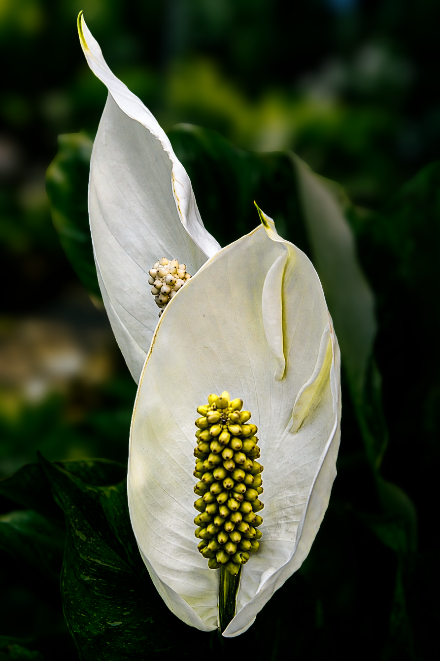 Flowers-23