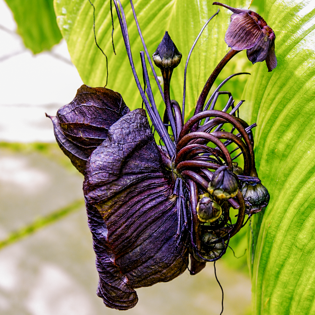 Flowers-26