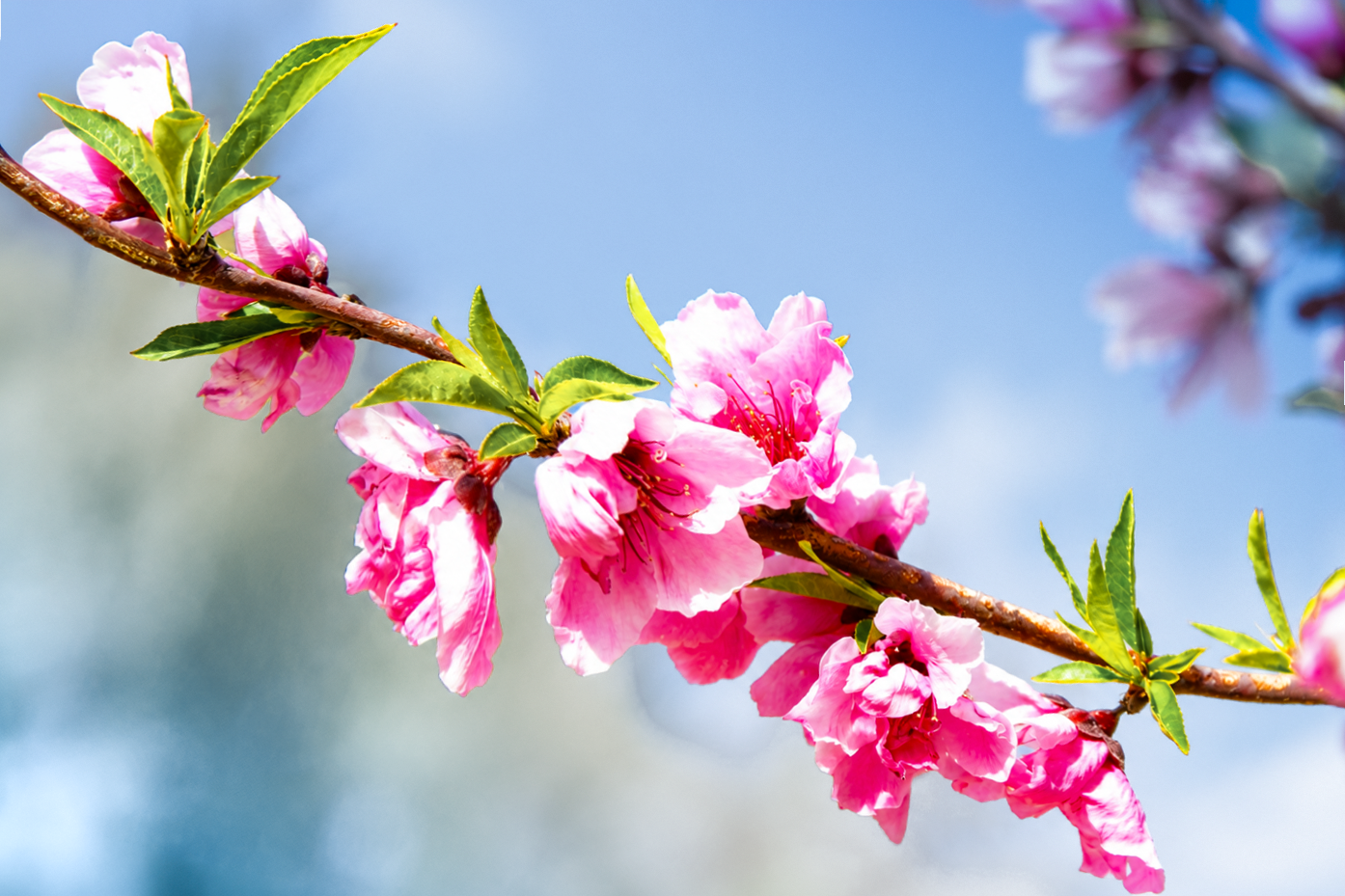 Flowers-27