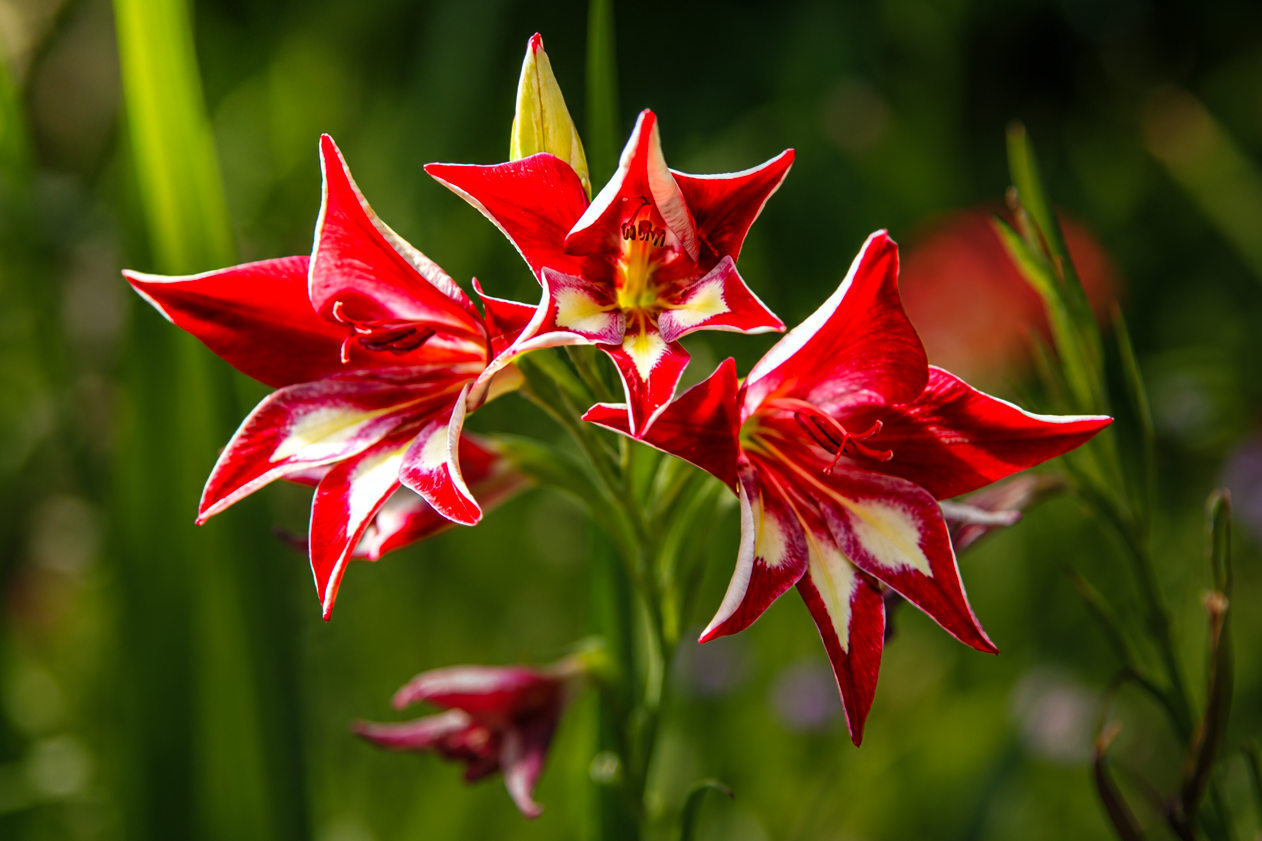 Flowers-28a